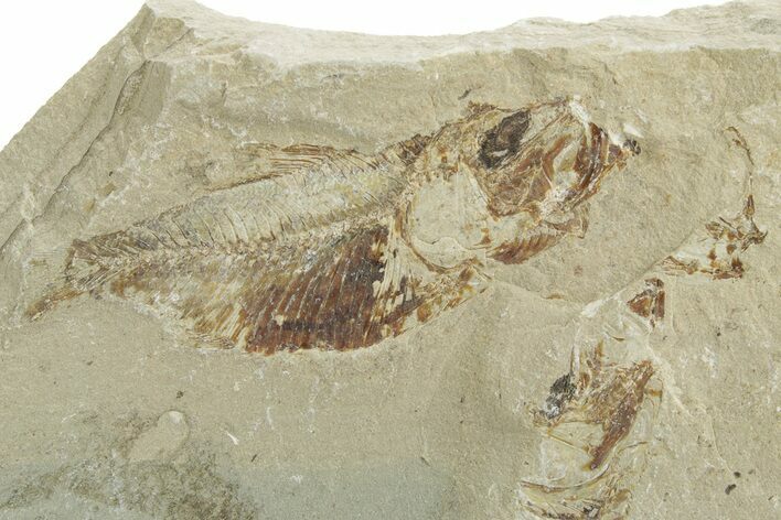 Cretaceous Fossil Fish (Armigatus?) - Lebanon #258879